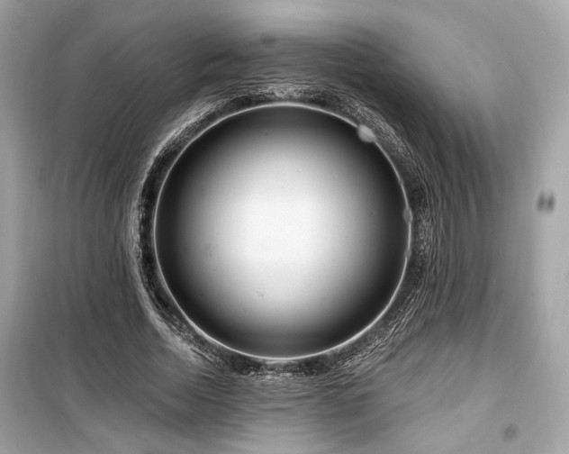 X0000099560730200805161452