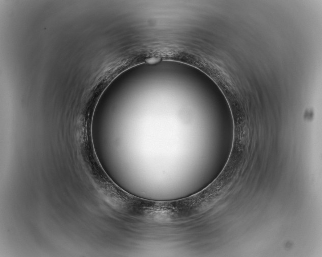 X0000099560743200805161452