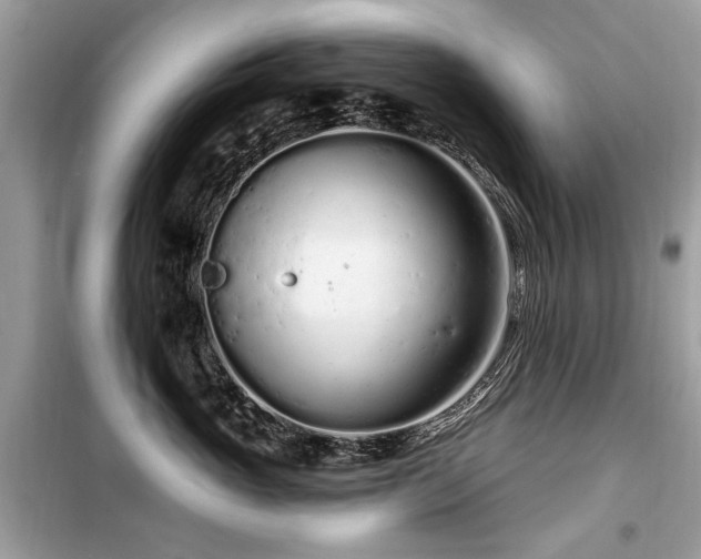 X0000099560765200805161452