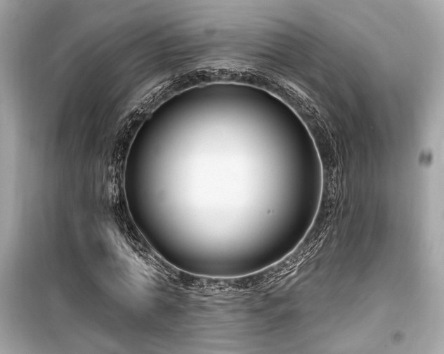 X0000099560774200805161452