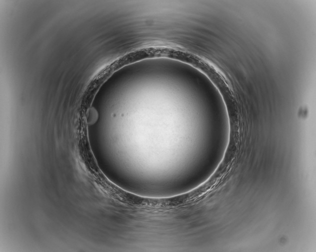 X0000099560775200805161452