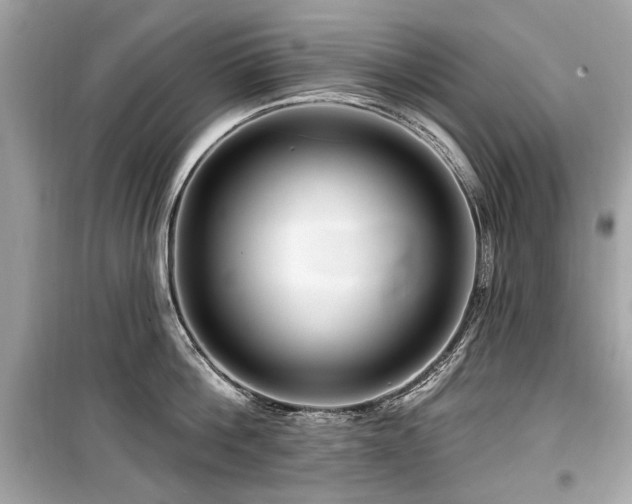 X0000099560812200805161451