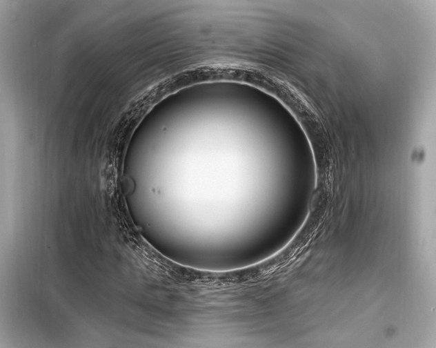 X0000099560821200805161450