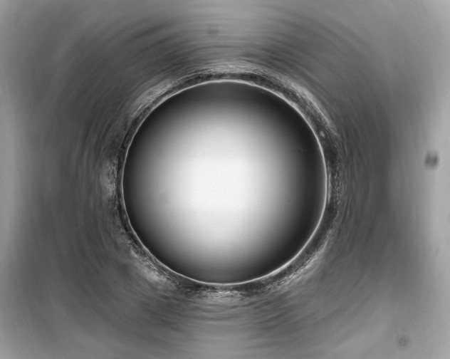 X0000099560833200805161450