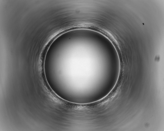 X0000099560835200805161450