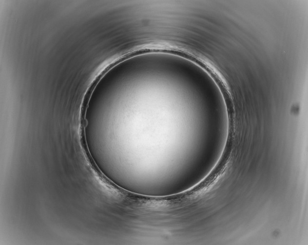 X0000099560845200805161450