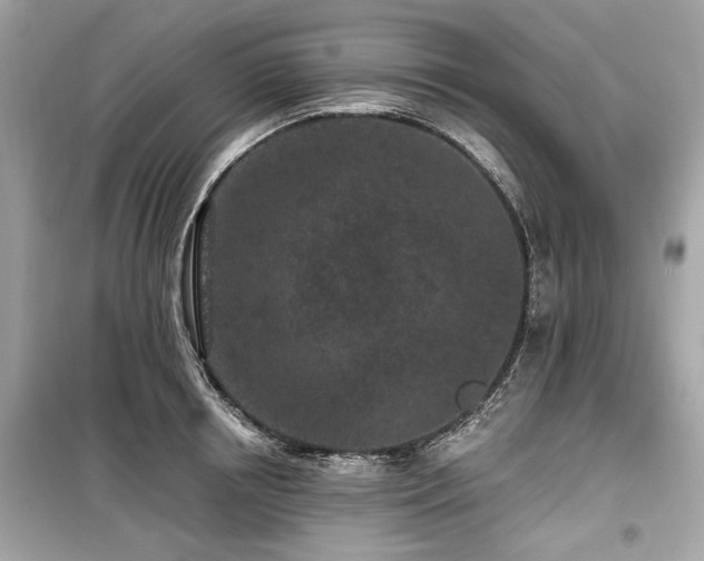 X0000099560850200805161451