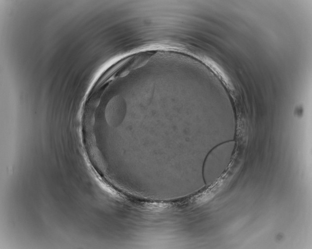 X0000099560854200805161451