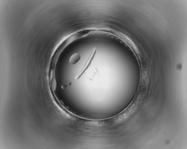 X0000099560855200805161451