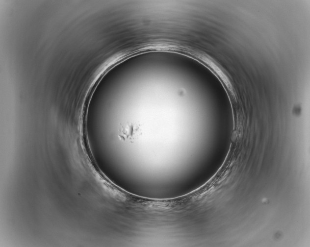 X0000099560861200805161451