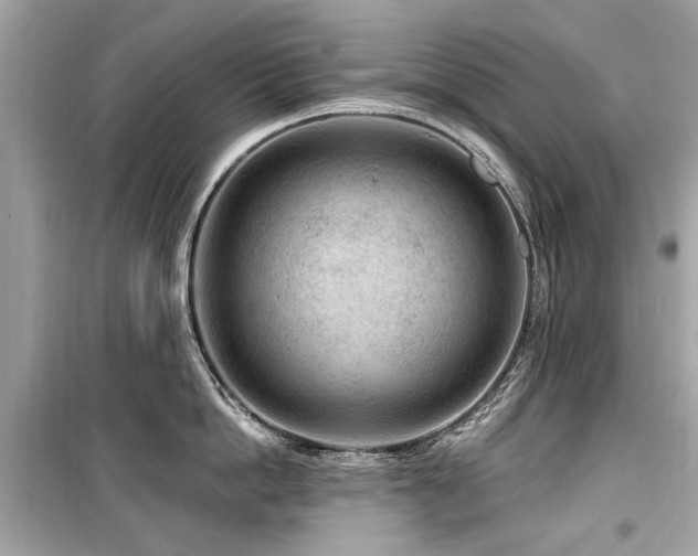 X0000099560862200805161451