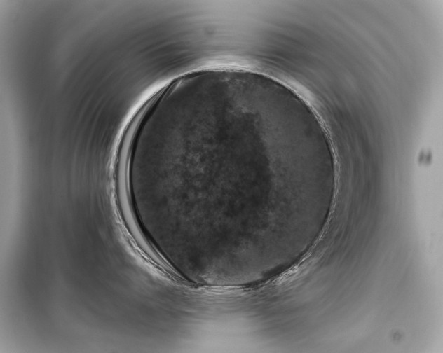 X0000099560864200805161451