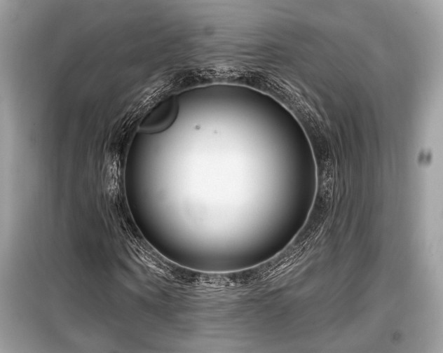 X0000099560866200805161450