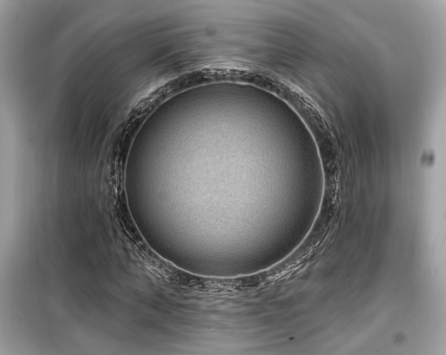 X0000099560870200805161450