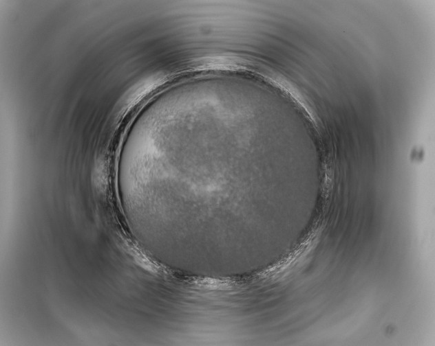 X0000099560874200805161450