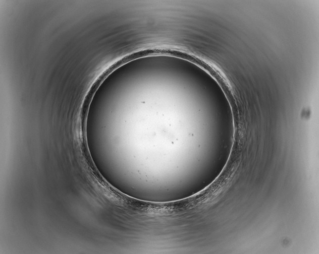 X0000099560887200805161450