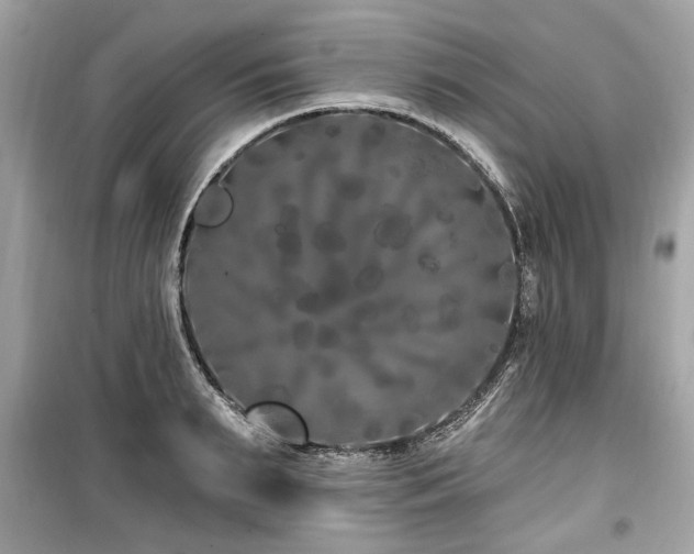 X0000099560895200805161449