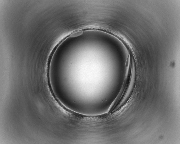 X0000099560902200805161449