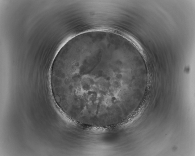 X0000099560907200805161449