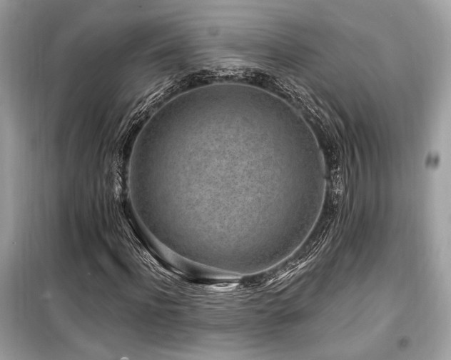 X0000099560916200805161448