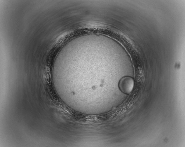 X0000099560918200805161448