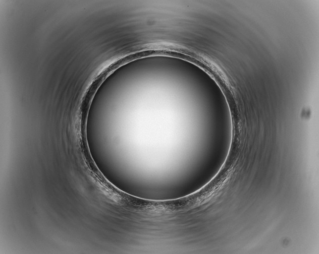 X0000099560931200805161449