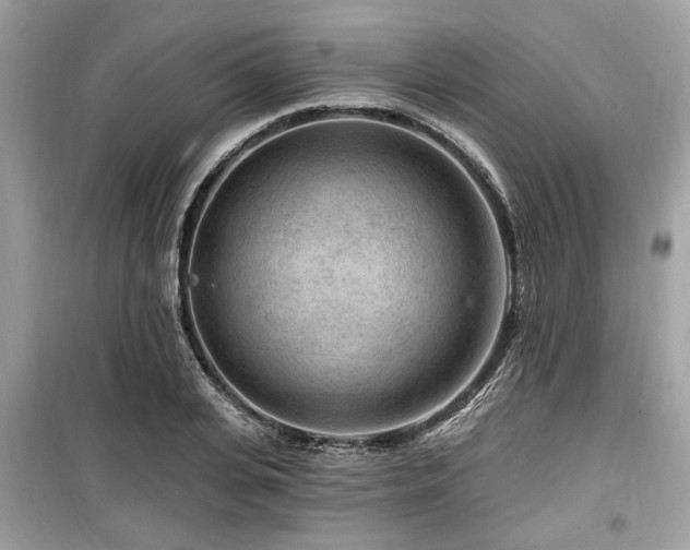 X0000099560935200805161449