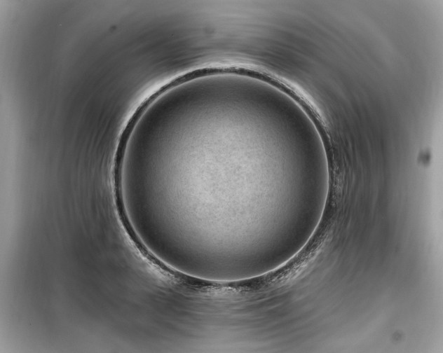 X0000099560943200805161449