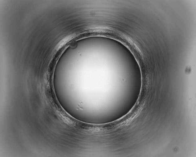 X0000099560970200805161448