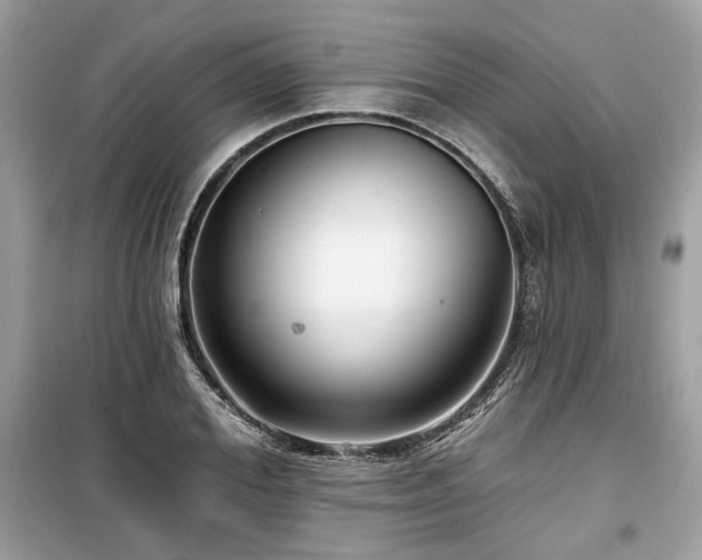 X0000099560980200805161448