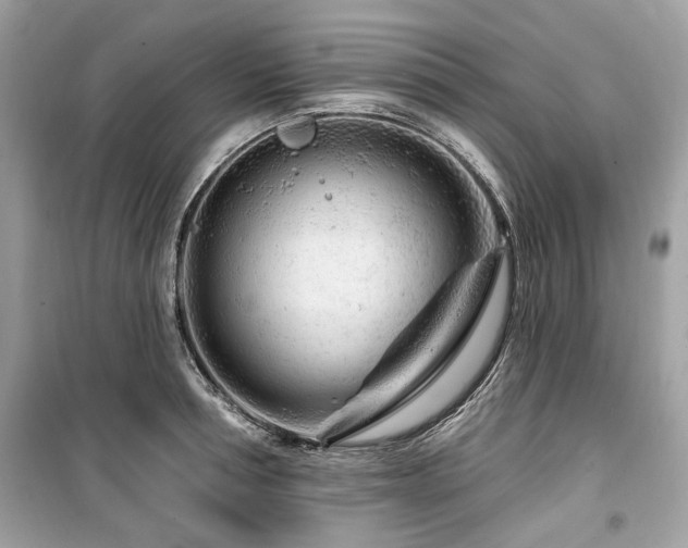 X0000099560994200805161448