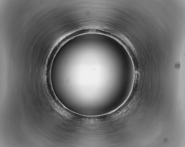 X0000099561020200805161447