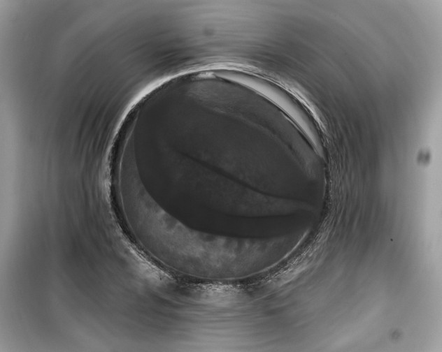 X0000099561024200805161447