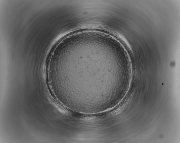 X0000099561035200805161447