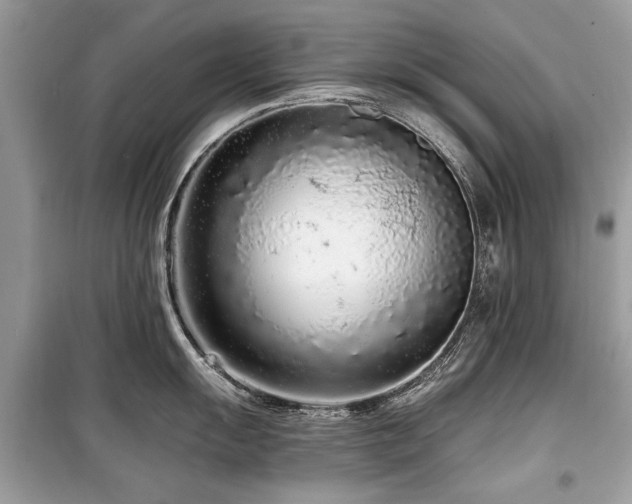 X0000099561055200805161447