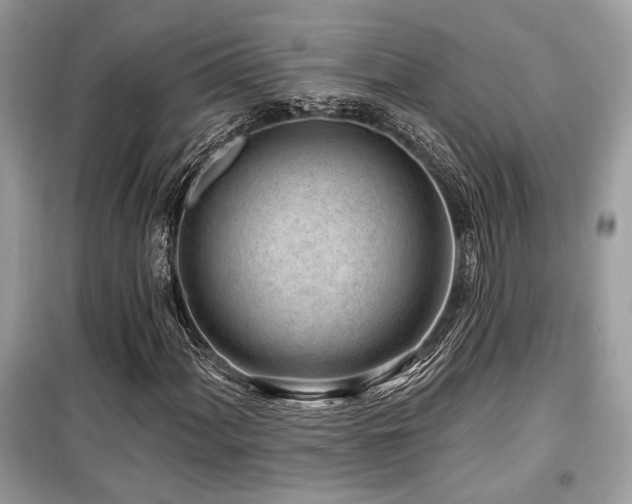 X0000099561060200805161447