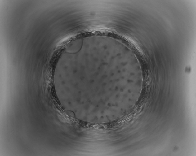 X0000099561063200805161447