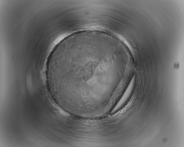 X0000099561071200805161446