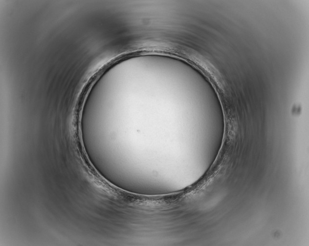 X0000099561074200805161446