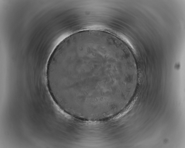 X0000099561087200805161446