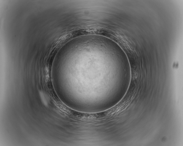 X0000099561106200805161445