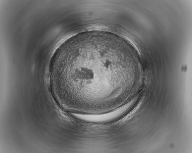 X0000099561117200805161445