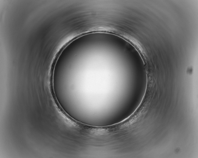 X0000099561135200805161446