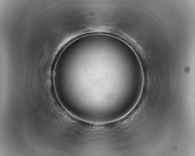 X0000099561174200805161445