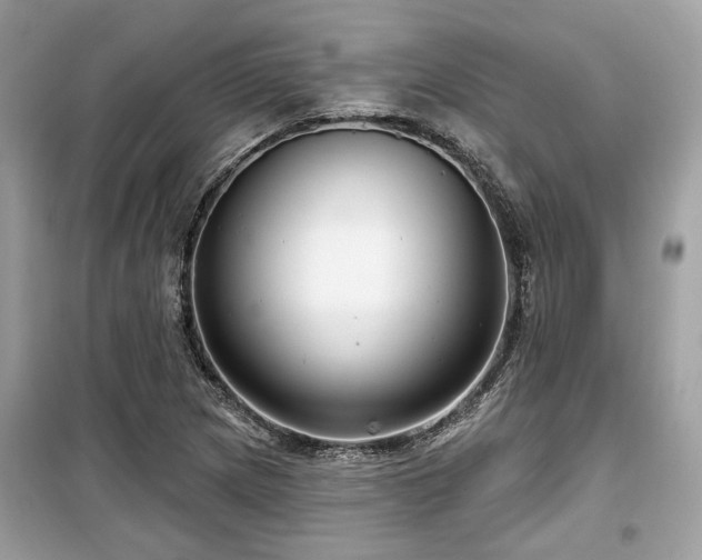 X0000099561217200805161444