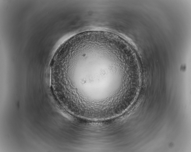 X0000099561223200805161444