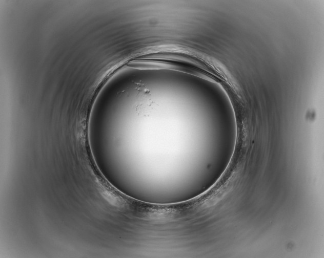 X0000099561225200805161444