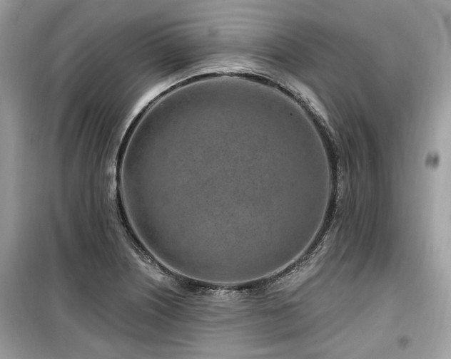 X0000099561226200805161444