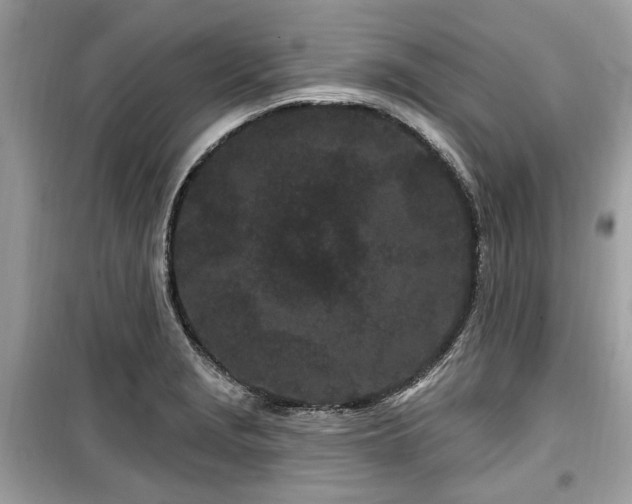 X0000099561229200805161444
