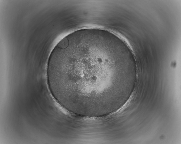 X0000099561231200805161444